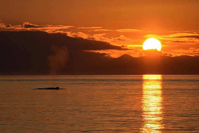 Victoria Sunset Whale-Watching Cruise - Practical tips for a better evening
