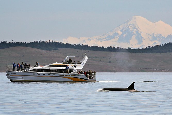 Victoria Whale and Wildlife Cruise - Key details before you book