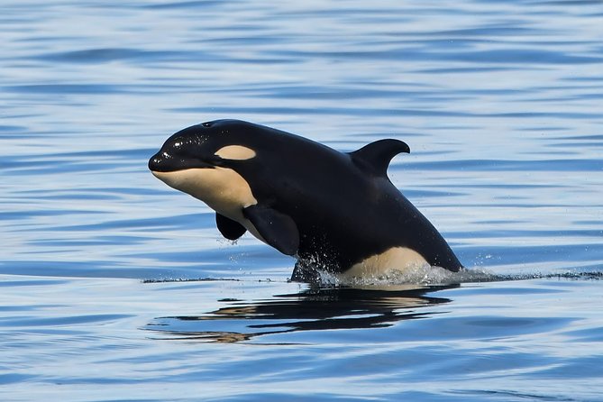 Victoria Whale and Wildlife Cruise - Leaving Dallas Road for the Salish Sea