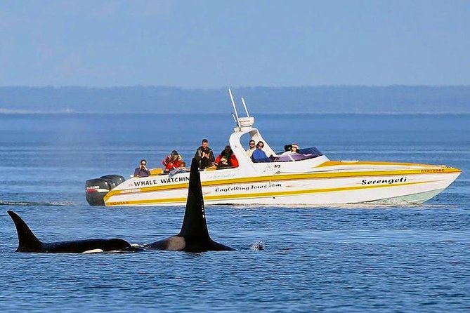 Victoria Whale and Wildlife Cruise - The extra wildlife can make the day