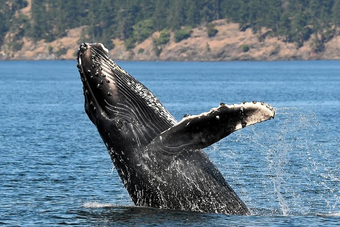Victoria Whale and Wildlife Cruise - Why the naturalists matter
