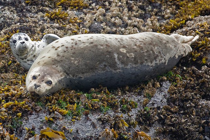 Victoria Whale and Wildlife Cruise - Cancellation and planning details