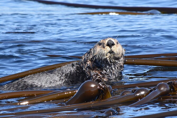 Victoria Whale Watch Tour - Leaving Victoria’s Inner Harbour at 1119 Wharf Street