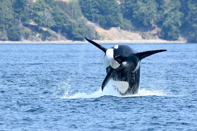 Victoria Whale Watch Tour - Staying Warm When the Weather Changes