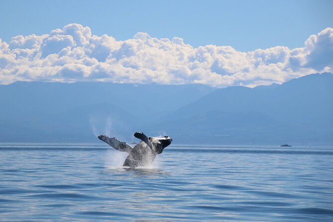 Victoria Whale Watch Tour - Is $126.92 a Fair Price?