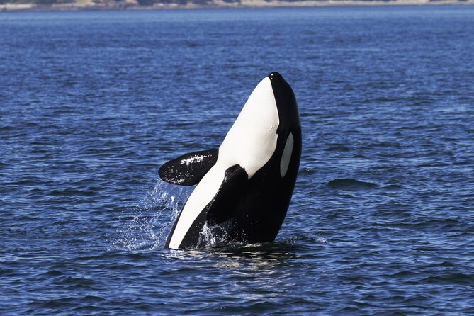 Victoria Whale Watch Tour - Who Will Enjoy This Tour Most?