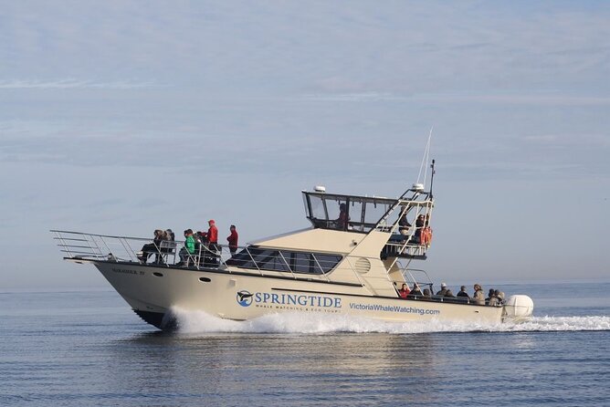 Victoria Whale Watch Tour - What the Ocean Cruiser Gives You