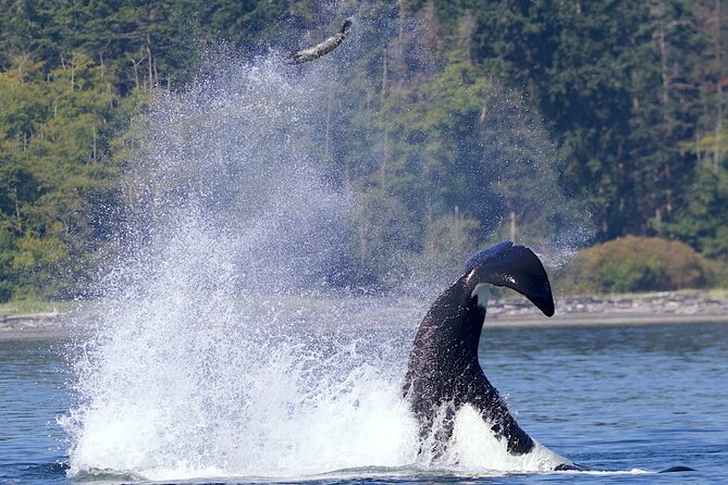 Victoria Whale Watching Cruise with Expert Naturalists - Leaving Victoria for the Salish Sea