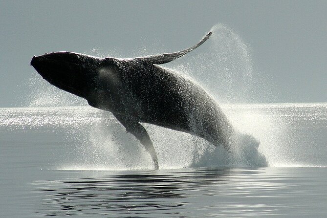 Victoria Whale Watching Cruise with Expert Naturalists - Why the naturalists matter