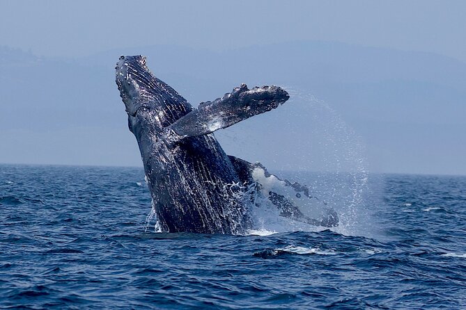Victoria Whale Watching Cruise with Expert Naturalists - The boat, weather, and comfort level