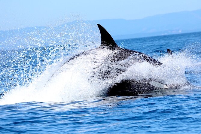 Victoria Whale Watching Cruise with Expert Naturalists - What $134.02 gets you