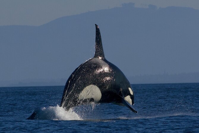 Victoria Whale Watching Cruise with Expert Naturalists - The honest drawbacks to consider