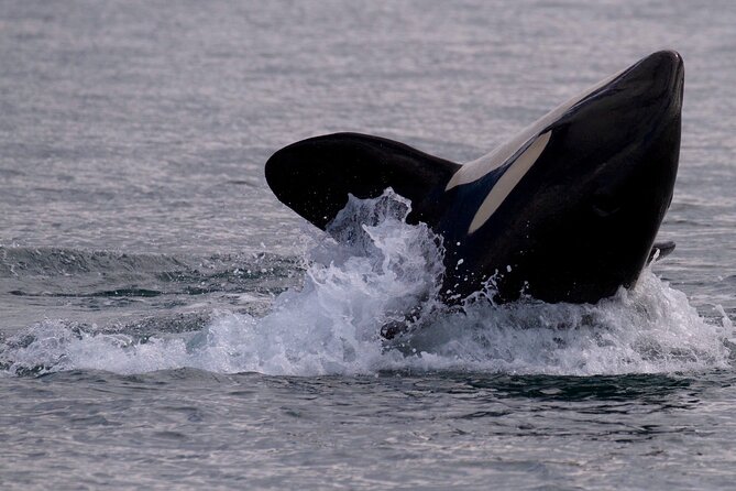 Victoria Whale Watching Cruise with Expert Naturalists - Cancellation and planning details