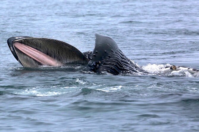 Victoria Whale Watching Cruise with Expert Naturalists - Watching orcas, humpbacks, and smaller marine life