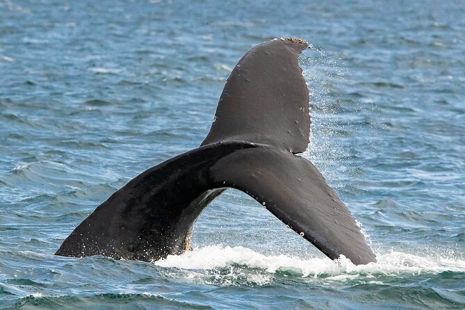 Victoria Whale Watching Tour on a Covered Vessel - The guides make the difference