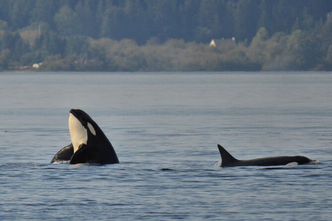 Victoria Whale Watching Tour on a Covered Vessel - What you might see, and what you might not