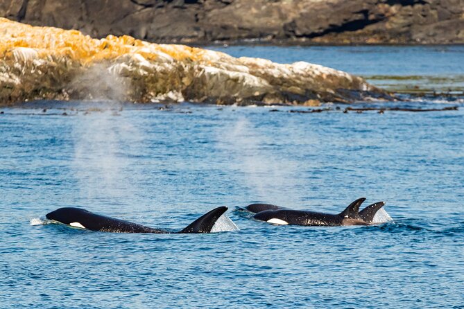 Victoria Whale Watching Tour on a Covered Vessel - The upper deck is great for photos, with one big warning