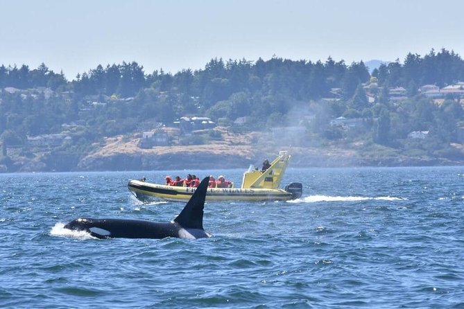 Victoria Zodiac Boat Whale Watching Adventure - What you might see near the islands