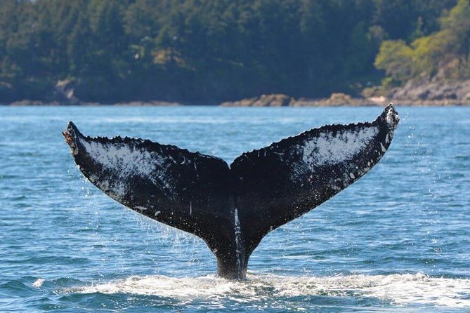 Victoria Zodiac Boat Whale Watching Adventure - Why the small boat feels different
