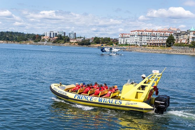 Victoria Zodiac Boat Whale Watching Adventure - Comfort, motion, and safety in practical terms