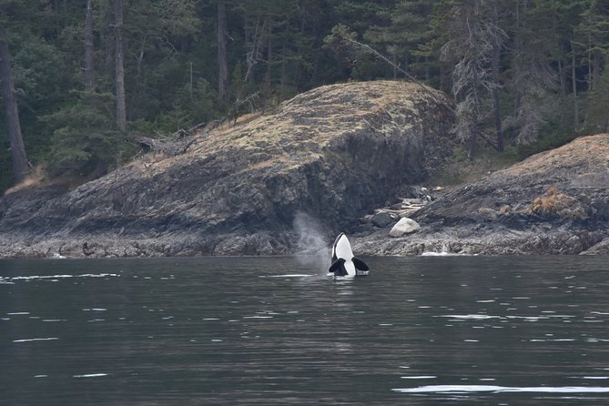 Victoria Zodiac Boat Whale Watching Adventure - Is $154.08 a fair price?