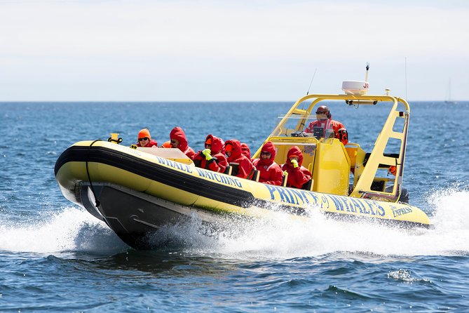 Victoria Zodiac Boat Whale Watching Adventure - Who should choose the Zodiac