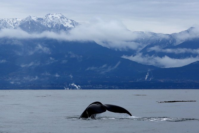 Victoria Zodiac Boat Whale Watching Adventure - Three hours in the Salish Sea