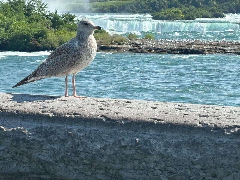Walking Tour of Niagara Falls Canada and Hornblower Boat - How the views work together