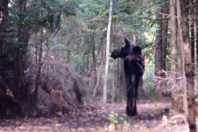 Welcome To Camping At Algonquin Park (2 Day) - Group size, sleeping arrangements, and comfort
