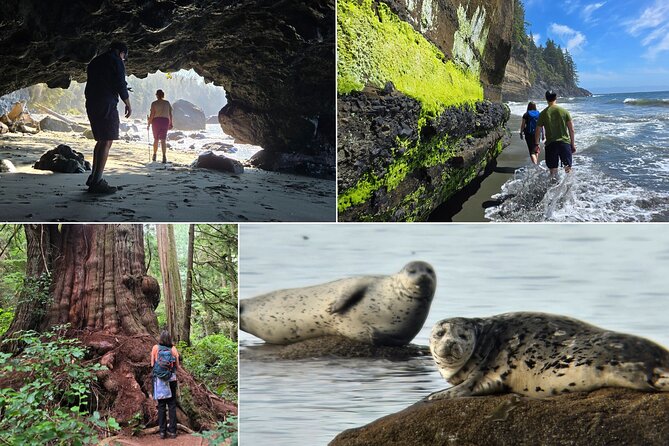 West Coast Wildlife Rainforest Waterfall and Beaches - Five details that shape the day