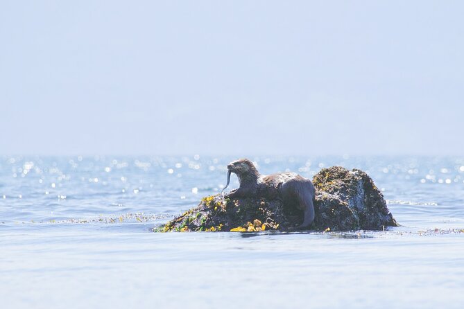 West Coast Wildlife Rainforest Waterfall and Beaches - Why this West Coast tour works