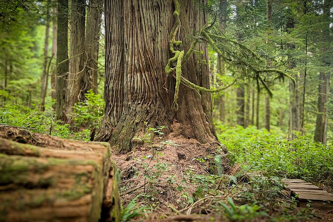 West Coast Wildlife Rainforest Waterfall and Beaches - Shirley Delicious provides a useful reset