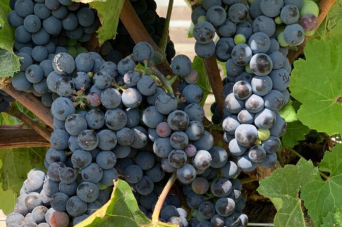 West Kelowna Full Day Wine Tour - Who will enjoy this West Kelowna tour most