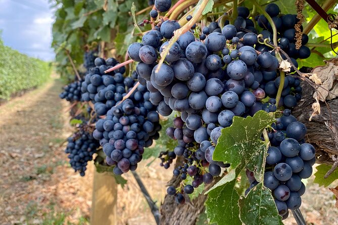 West Kelowna Half-Day Guided Wine Tour With 4 Wineries - Volcanic Hills Estate Winery: the most generous tasting