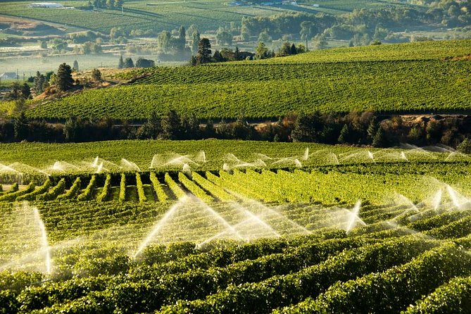 West Kelowna Wine Tour - Classic - 4 Wineries - Four hours on the west side of Okanagan Lake