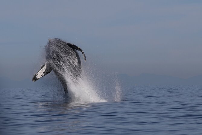 Whale Watching Adventure from Vancouver BC - Key points to know before you book