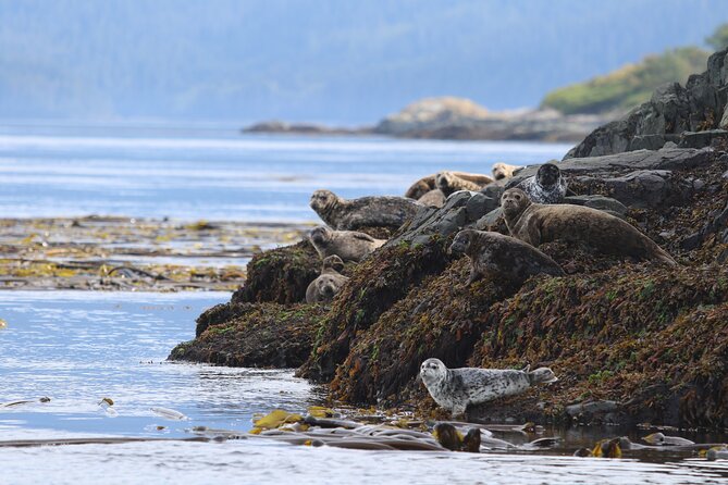 Whale Watching Adventure from Vancouver BC - Starting at Steveston Village in Richmond