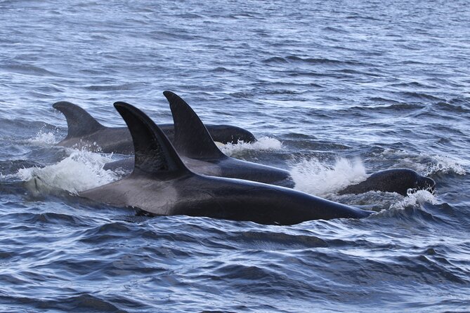 Whale Watching Adventure from Vancouver BC - Wildlife sightings are never on a script