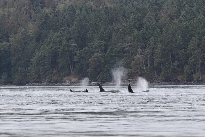 Whale Watching Adventure from Vancouver BC - What the four-hour timing means for your day
