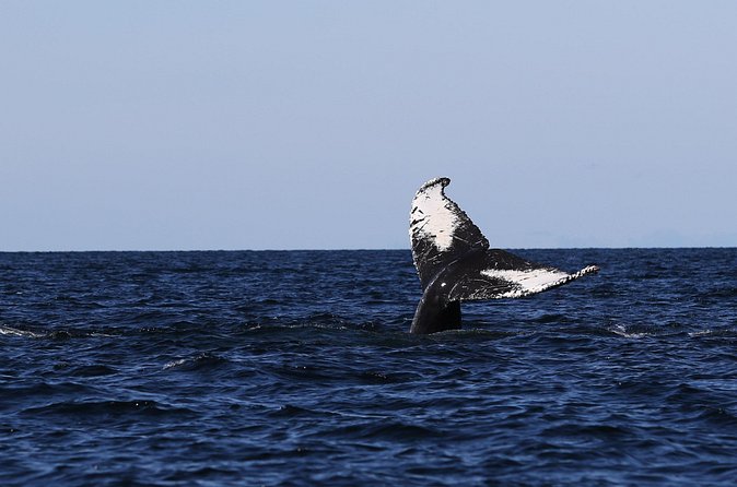 Whale Watching Adventure from Vancouver BC - The boat setup and comfort level