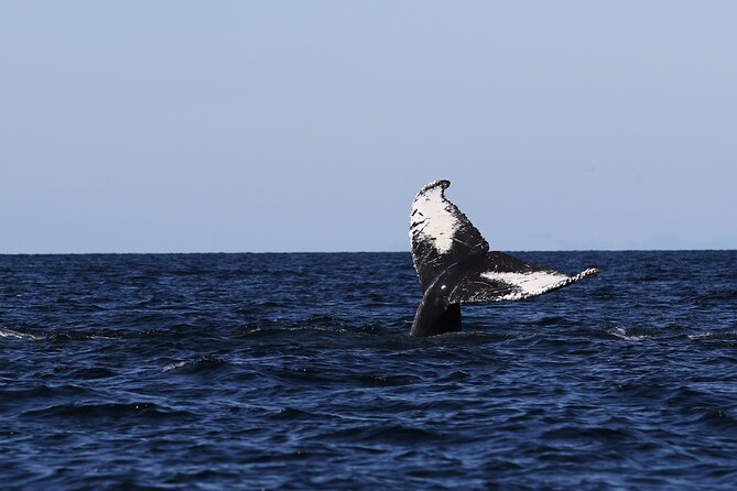 Whale Watching Adventure from Vancouver BC - April through October: choosing your date