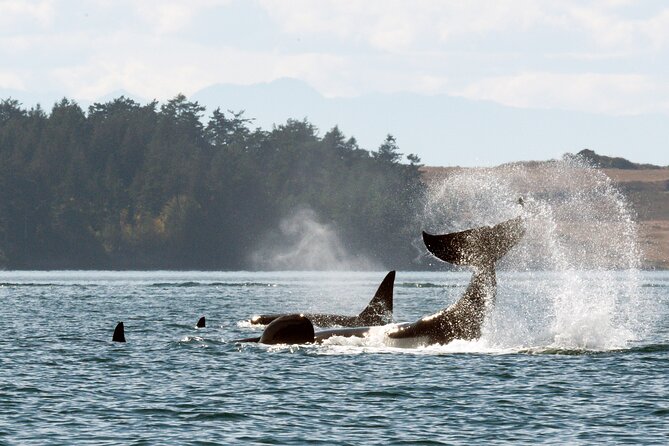 Whale Watching Adventure Vancouver - Key points to know before booking