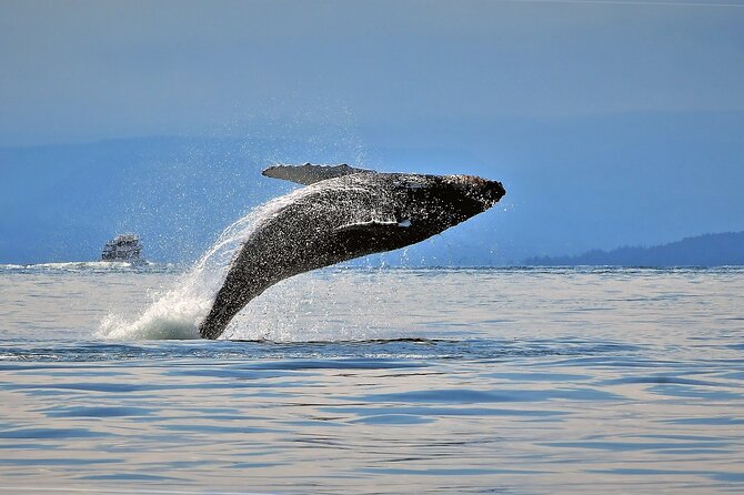 Whale Watching Adventure Vancouver - Why this Surrey departure works for a Vancouver whale trip