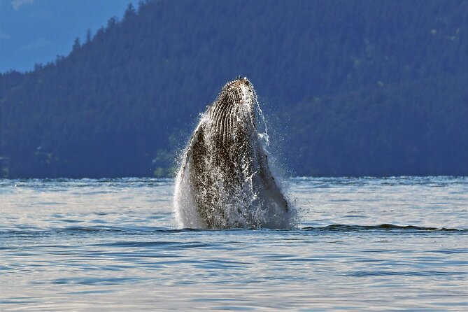 Whale Watching Adventure Vancouver - The small boat format and onboard comfort