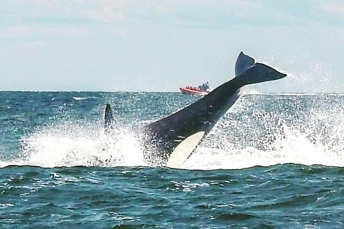 Whale Watching Adventure Vancouver - What the guides add to the day
