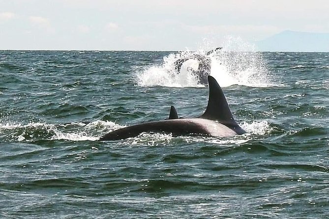Whale Watching Adventure Vancouver - Fitness, children, and weather rules