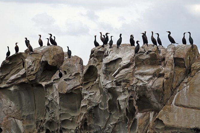 Whale Watching Adventure Vancouver - Who should book this whale watching trip?