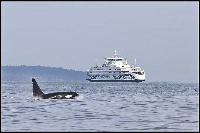 Whale Watching Adventure Vancouver - Wildlife you may see from the boat