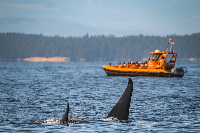 Whale Watching Nanaimo Open Boat Tour - Searching Smartly for Humpbacks and Orcas
