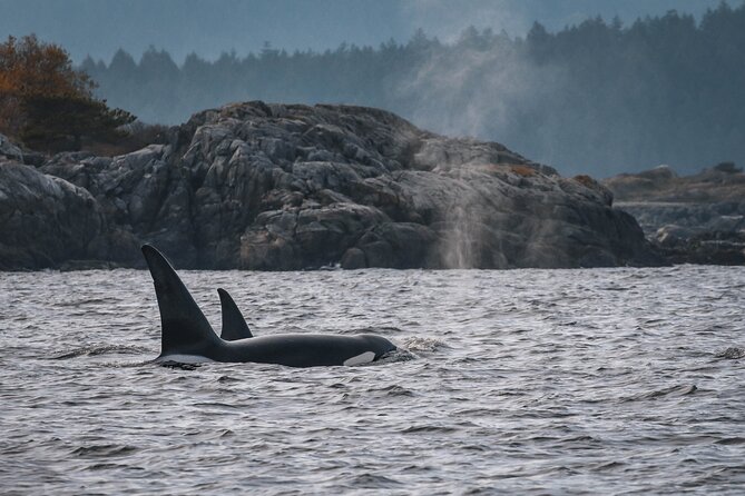 Whale Watching Nanaimo Open Boat Tour - The Naturalist Makes the Difference